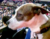 Dogs at hockey game