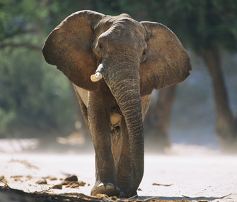 African Elephant