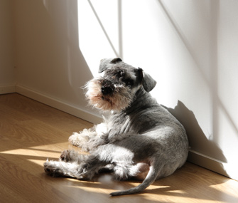Tired Miniature Schnauzer