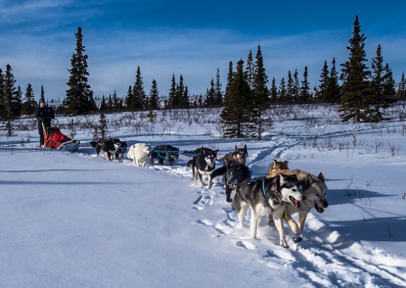 7 fascinating facts about denali s sled dogs