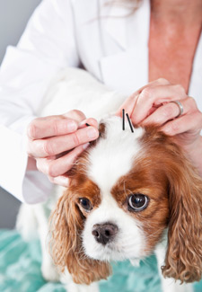 Dog getting acupuncture