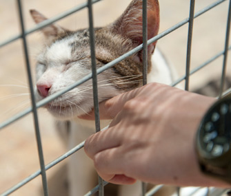 Petting shelter cat