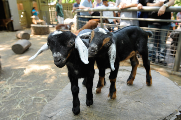 Mini Nubian Goats
