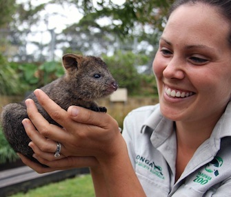 Taronga Zoo keeper Bec Russell-Cook is raising adorable Quokka joey Mia.