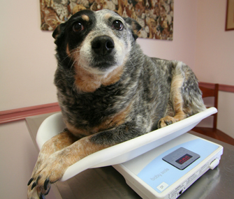 Dog on Scale