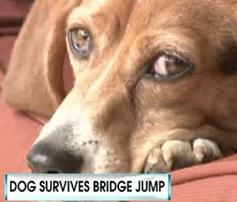 Brandi the Beagle survived a 70-foot jump from a New Jersey bridge.