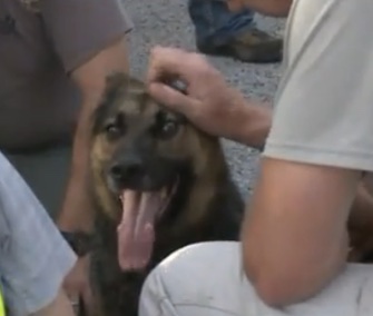 K9 Kina was reunited with her owner two days after she took off when she was shot.