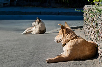 Homeless dogs lying down