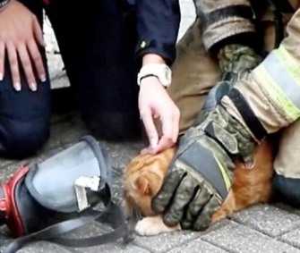 Firefighters revived Sammy the orange tabby after finding him in a burning apartment.