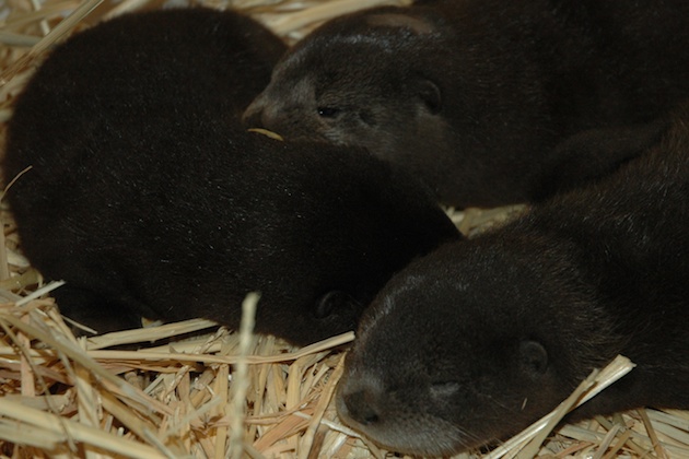 Three river otter pups at the Oakland Zoo