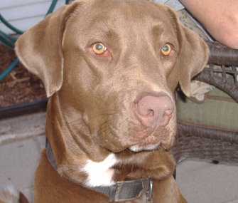 Budreaux