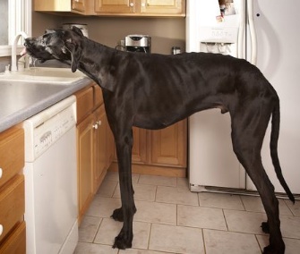 Zeus, the world's tallest dog, died last week at age 5.