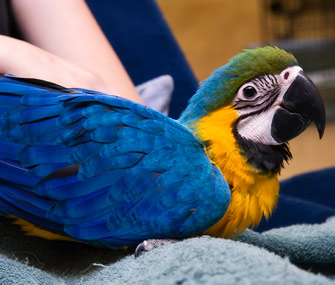 Pet Bird on Lap