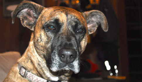 Winnie the country dog in the city