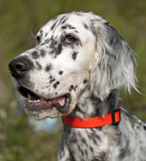 English Setter