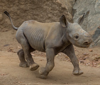 This critically endangered black rhino calf was born at the San Diego Zoo Safari Park on July 12.