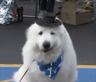 Duke was easily re-elected as mayor of the tiny town of Cormorant, Minnesota.