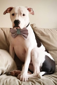 party dog wearing bow tie