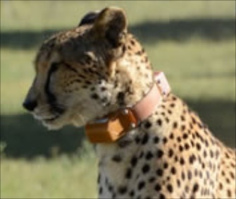 Tracking collars helped researchers study cheetahs' agility.