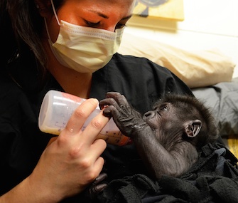 Staff at the Cincinnati Zoo are playing surrogates to baby gorilla Kamina.