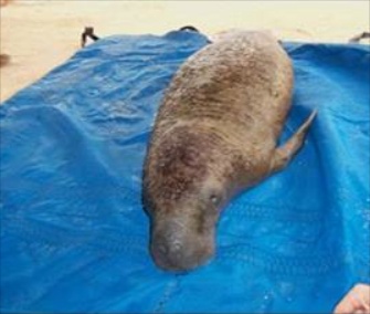 A team of biologists and wildlife officers rescued a distressed manatee calf from Key Largo.