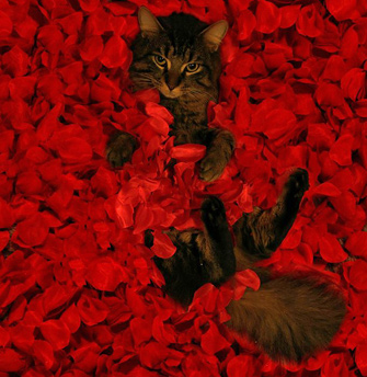 American Beauty with Cat