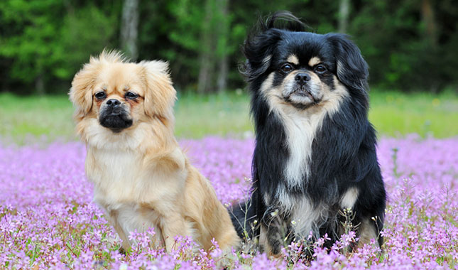 tibetan spaniel near me