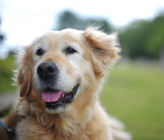 Old Dog