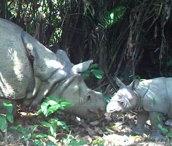 Three Javan rhino calves have been spotted recently at Ujung Kulon National Park in Indonesia.