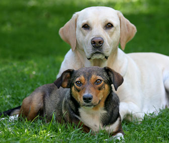 Two dogs
