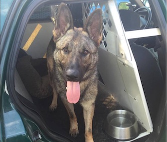 Vermont State Police K9 Max, pictured here in October, stars in a funny video helping his partner wash the winter grime off their patrol car.