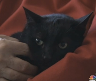 Porsche returned to his home six months after disappearing during Hurricane Sandy.