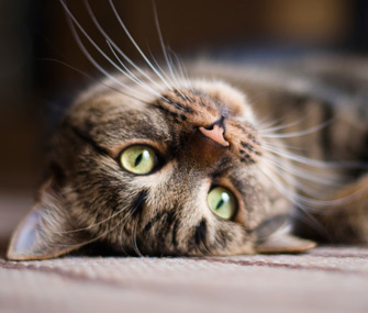 Cat portrait
