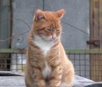 An elderly woman's three cats are credited with helping her escape a fire in her home in Italy.