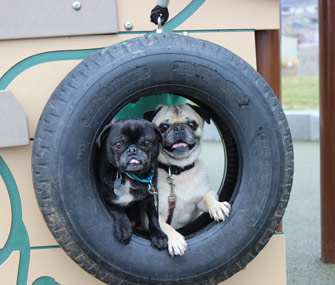 Mikkel Becker's Pugs on a playground