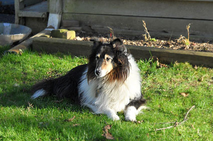 Hospice dog Savannah lying in grass