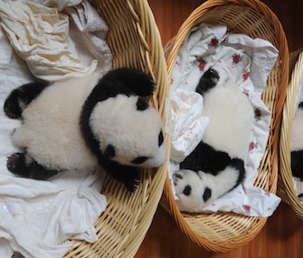 One of 10 panda cubs born at a China research center leans over its basket to greet the one next to it.
