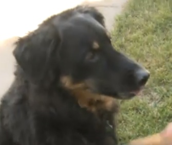 Tucker, a 10-year-old Rottweiler mix, coughed up his owner's wedding ring six years after it went missing.