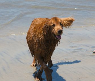 golden retriever at beach for doggie bucket list
