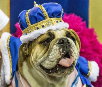 Lucey, an 18-month-old pup from Iowa, won the top honor at Drake University's annual Beautiful Bulldog contest on Monday.