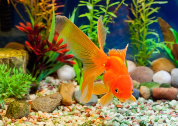 exotic pets and aquarium