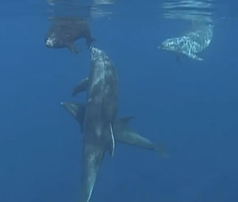 Helpful dolphins nudge a seal pup back out to sea.