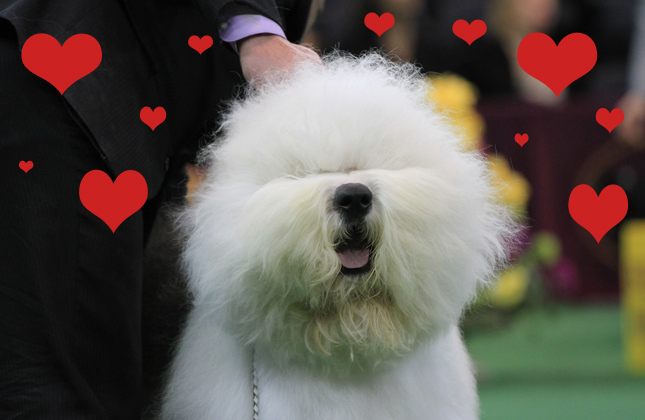 Swagger the Old English Sheepdog is our Valentine