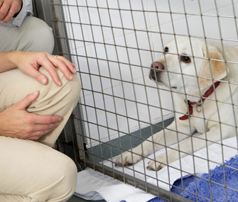 Adopting a pet