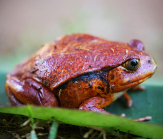 Tomato Frog