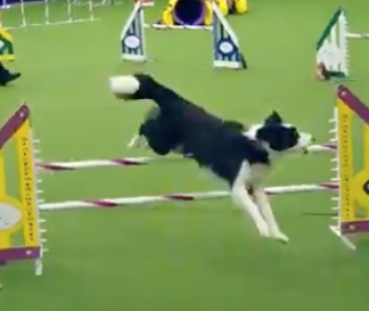 Trick, a Border Collie, won the Westminster Masters Agility Championship.