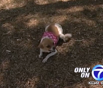 World's smallest bionic dog
