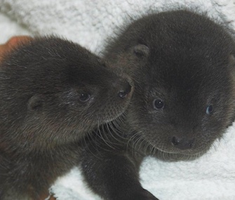 A pair of orphaned otter pups has become best friends at the Scottish SPCA.