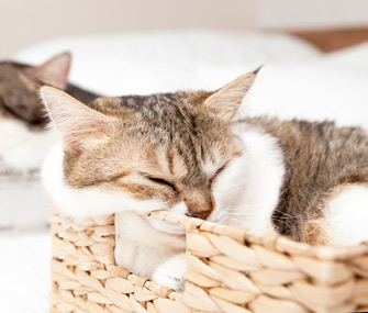 Cat in box