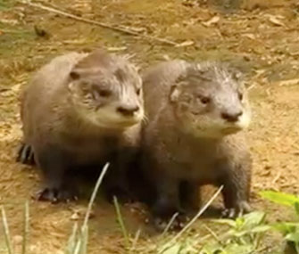 Two of Propect Park Zoo's three otter pups play during their debut.